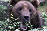 В России медведи выходят на дороги, обезумев от голода 