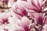 Величественные цветы на снимках Таши Тайдель. ФОТО