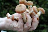 Минздрав предупредил: отравиться можно и съедобными грибами 