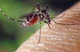 Врачи рассказали, как защититься от укусов комаров
