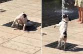 Новый хит: забавная реакция собаки на фонтан. ФОТО