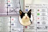 Кот набрал на выборах в Мексике 600 голосов 