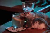 В Сан-Франциско открылся бар с крысами. ВИДЕО