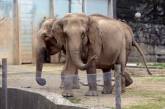 Слонов-туберкулезников спасли от усыпления 
