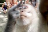 «Неприличное» селфи обезьяны позабавило Сеть. ФОТО