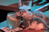 В Сан-Франциско открылся бар с крысами. ФОТО