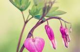 Красивые снимки цветов от Дженни Мартенссон. ФОТО