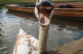 Лебеди не дают расслабиться отдыхающим на британской реке. ФОТО