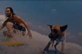 В Израиле пес-серфингист стал звездой. Видео
