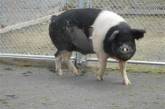 Фермер спас от рака любимую свинью