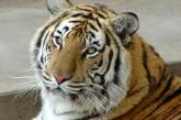 В России появился фонд по охране амурских тигров