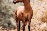 Зеброид — необычная и редкая лошадь. ФОТО