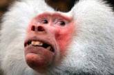 Биологи шокированы массовым ступором бабуинов в голландском зоопарке