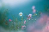 Красота цветов на снимках Мияко Кумуры. ФОТО