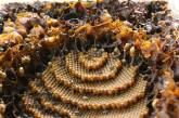 Пчелы без жала из Австралии, строящие уникальные ульи. ФОТО