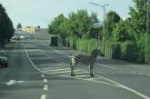 Сбежавшую из цирка зебру нашли на островке безопасности 