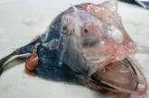 Рыбак показал необычный улов с прозрачной кожей. ФОТО