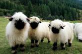Валлийские черноносые овцы: милашки или предвестники апокалипсиса. ФОТО