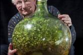 Растение уже 40 лет живет в закупоренной бутылке. ФОТО