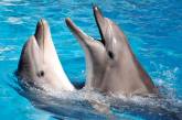 Учёные доказали, что дельфины помнят своих друзей десятки лет