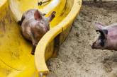 Голландский фермер открыл для своих свиней «грязепарк»
