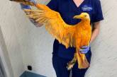 Что за странная оранжевая птица?. ФОТО
