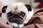Учёные объяснили, почему собак жалко больше, чем людей