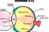 Ученые открыли новый слой роговицы глаза 