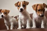 Учёные выяснили возраст максимальной миловидности щенков. ФОТО