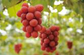 В Японии гроздь винограда продали за $11 тысяч