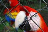 Коста-Рика закрывает зоопарки. Животные будут свободно гулять по стране