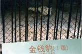 Китайский зоопарк с собакой вместо льва закрыли