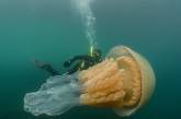 У берегов Великобритании засняли медузу размером больше человека. Видео