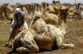 На ежегодном рынке верблюдов в Судане. ФОТО