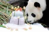 Милые кадры: панда получила на день рождения торт. ФОТО