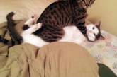 Смешные фотки котов, которых поймали «на горячем». ФОТО