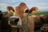 Эстонских коров будут облагать налогом за газы