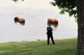 Коровы устроили побег ради отдыха в озере. ФОТО
