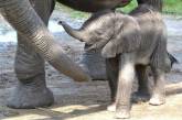 Слониха из зоопарка Флориды самостоятельно дала имя своему детенышу 