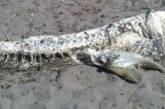 В Испании на пляж выбросило 4-метрового монстра с рогами