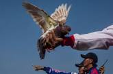 В Индонезии «гоночного» голубя продали за 100 тысяч долларов