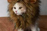 Милые котики с гривой грозного льва. ФОТО
