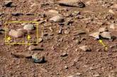 На Марсе обнаружили хомяка