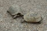 Пропавшую черепаху нашли при помощи «фоторобота». ФОТО