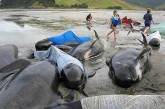 Учёные установили, что дельфины выбрасываются на побережье из-за вируса кори 