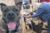 Уличный пёс, который стал помощником для 99-летней женщины. ФОТО