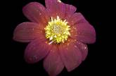 Как выглядят цветы под ультрафиолетом. Фото