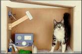 Американский физик разгадал парадокс кота Шредингера 