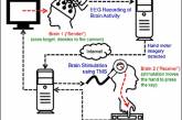 В США научились управлять мозгом человека через интернет