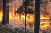 Пожары в Сибири будут «тушить» шаманы